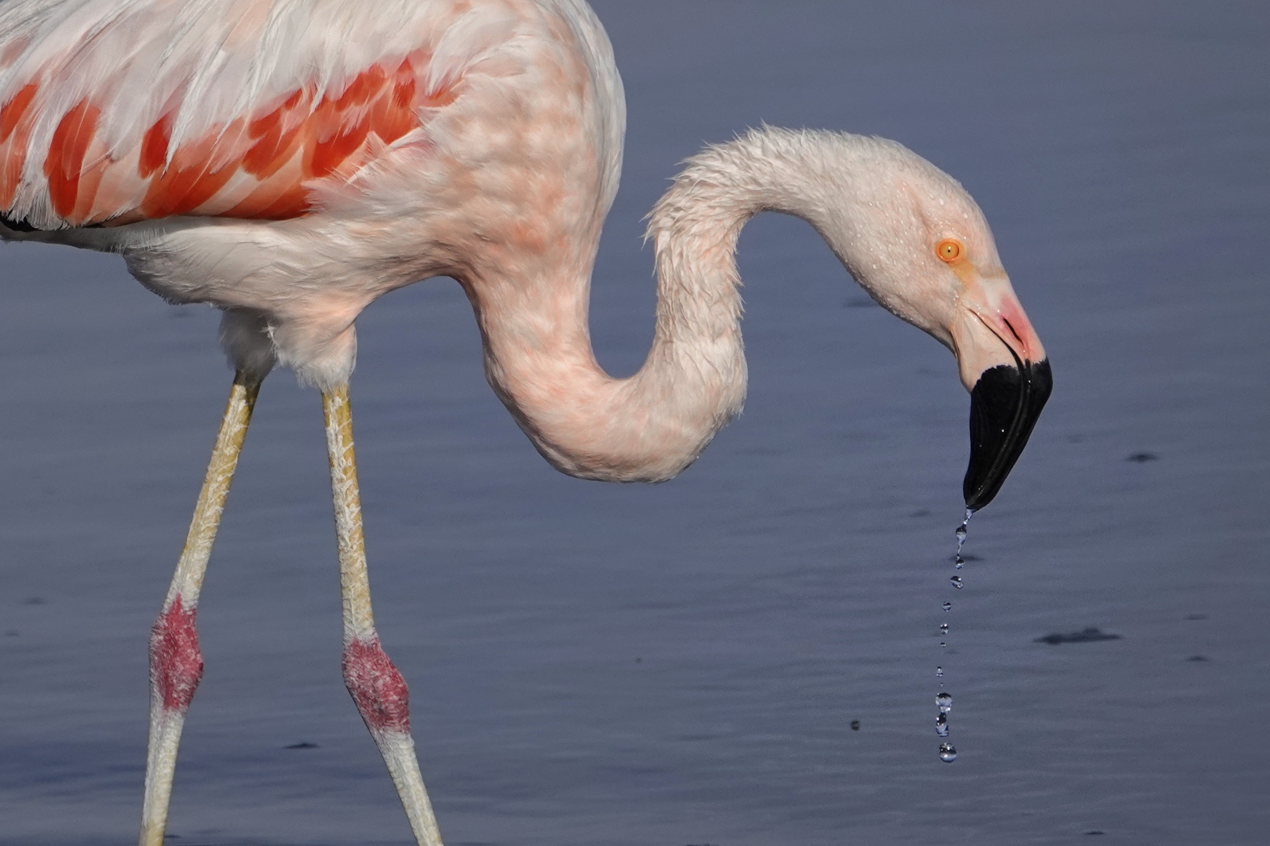 Flamant dans l'eau